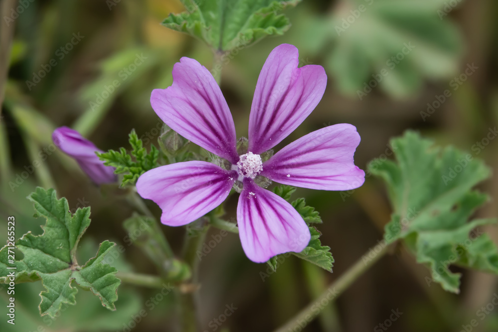 Mallow Flowers in Bloom in Springtime Mallow Flowers in Bloom in Springtime