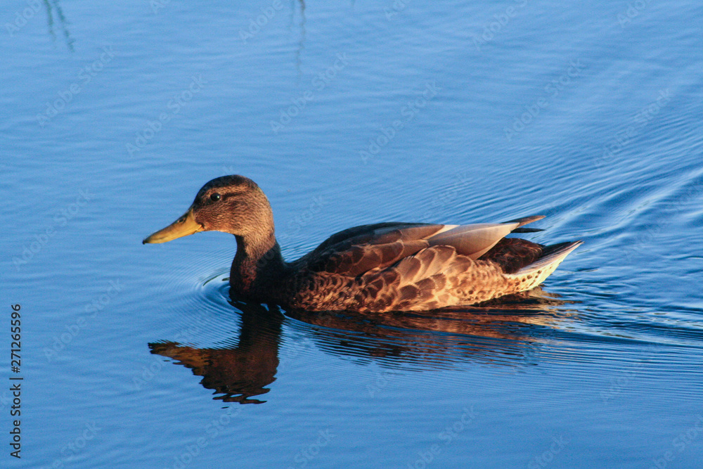duck in water duck in water