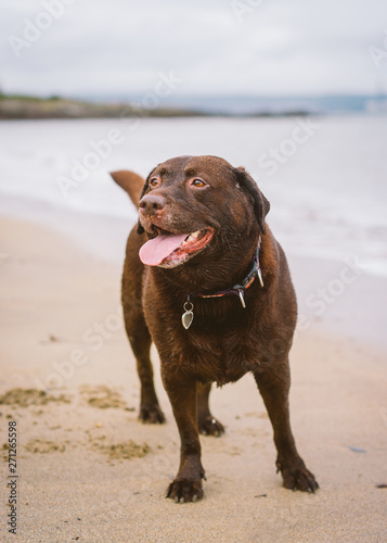 Chocolate Labrador plays on the beach