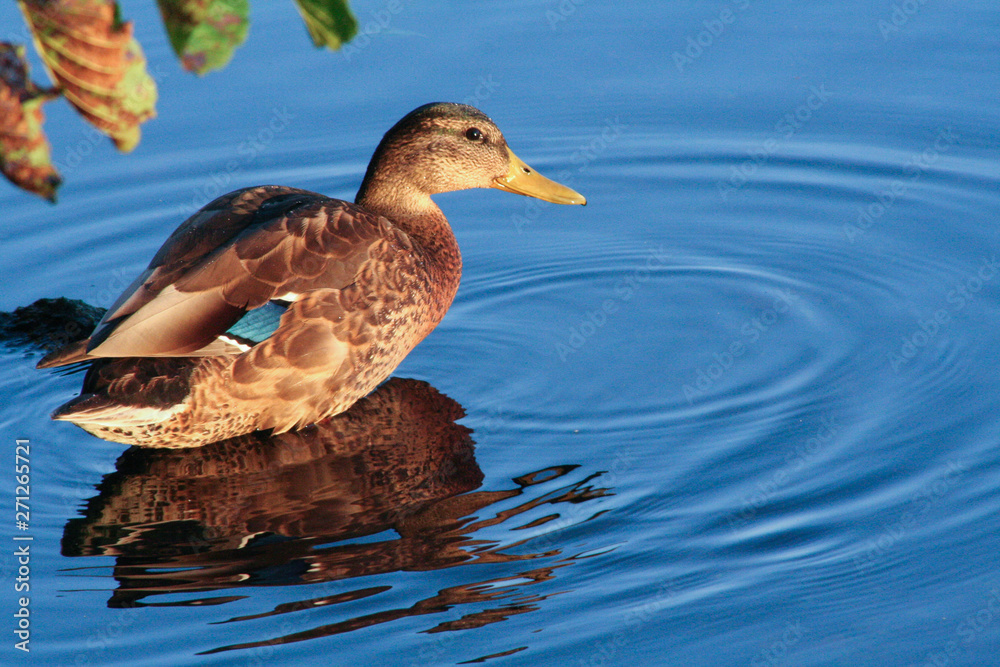 Obraz premium duck in water