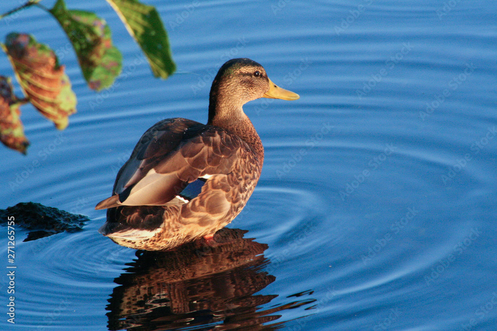 Fototapeta premium duck in water