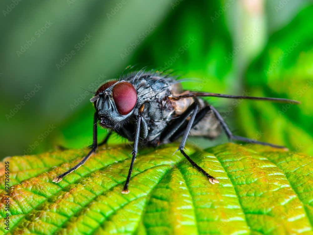 Exotic Drosophila Fruit Fly Diptera Parasite Insect on Plant Leaf Macro Exotic Drosophila Fruit Fly Diptera Parasite Insect on Plant Leaf Macro