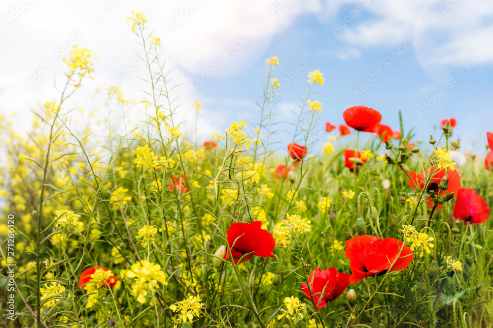 Naklejka premium magnifique coquelicots en fleur dans la lumière du printemps