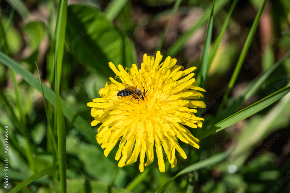 Mining Bee on Dandelion Flower in Springtime Mining Bee on Dandelion Flower in Springtime