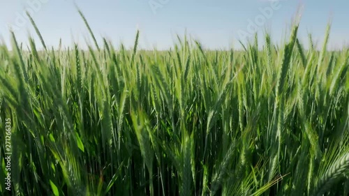 Cornfield in the wind