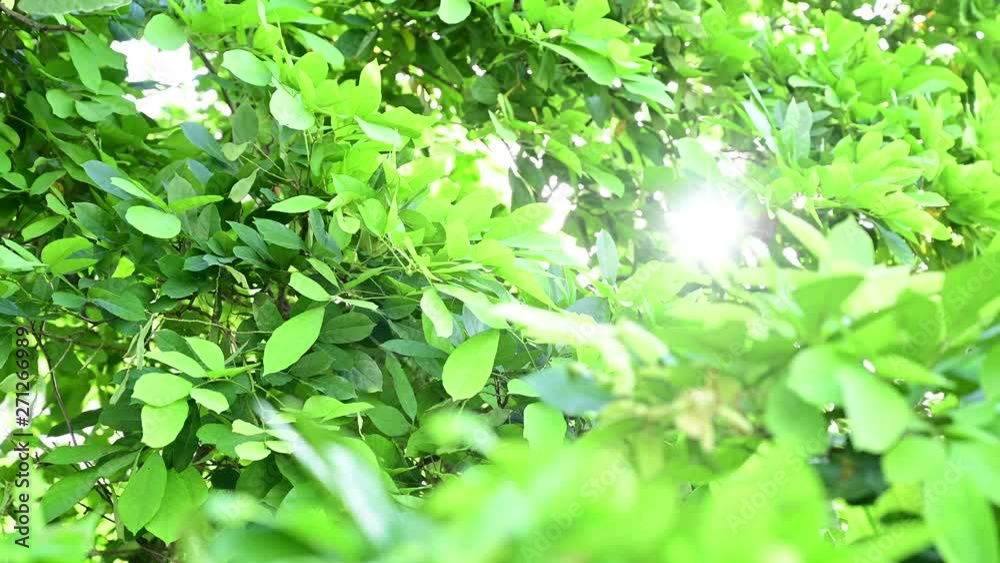 4K Closeup beautiful view of nature green leaf on blurred greenery tree background with sunlight in garden. It is natural ecology plant and environment copy space concept using for wallpaper 4K Closeup beautiful view of nature green leaf on blurred greenery tree background with sunlight in garden. It is natural ecology plant and environment copy space concept using for wallpaper