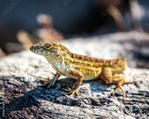 Brown Anole in the late afternoon light!