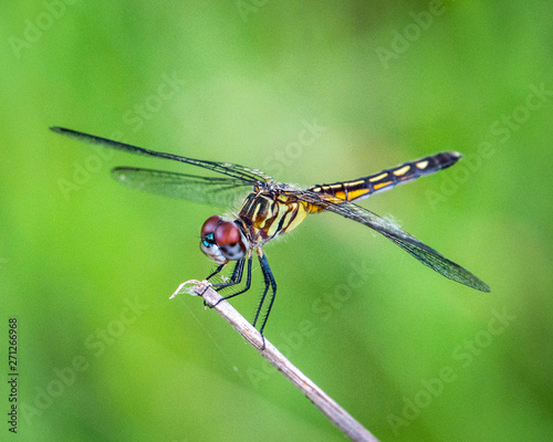Dragonfly on a stick! © Lawrence