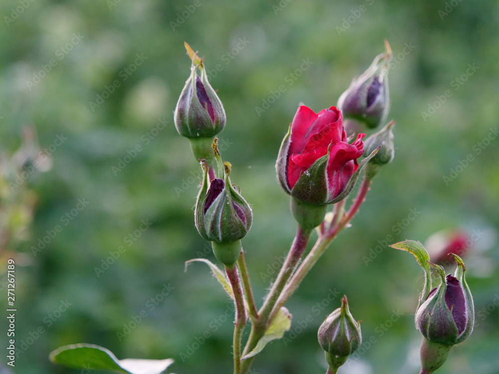 beautiful garden flowers roses in the sun. beautiful garden flowers roses in the sun.