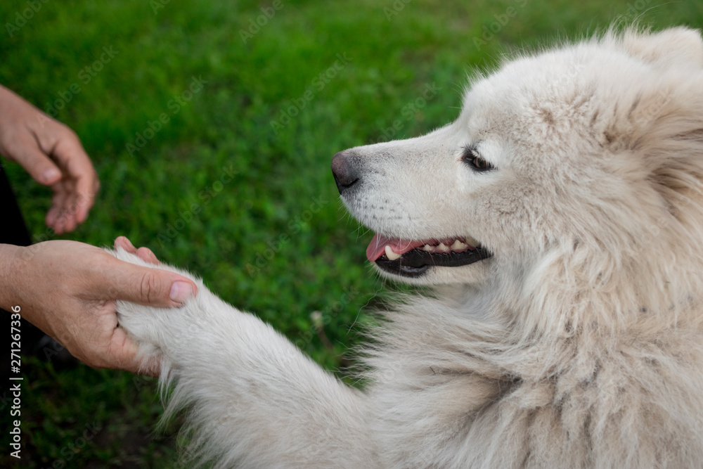 Young white male samoyed and man shake hands