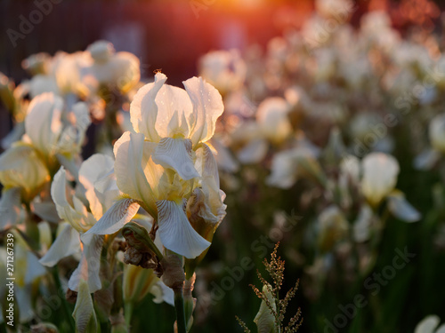 beautiful garden flowers in a flower bed in the sun.