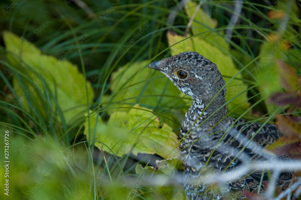 Grouse in brush Grouse in brush