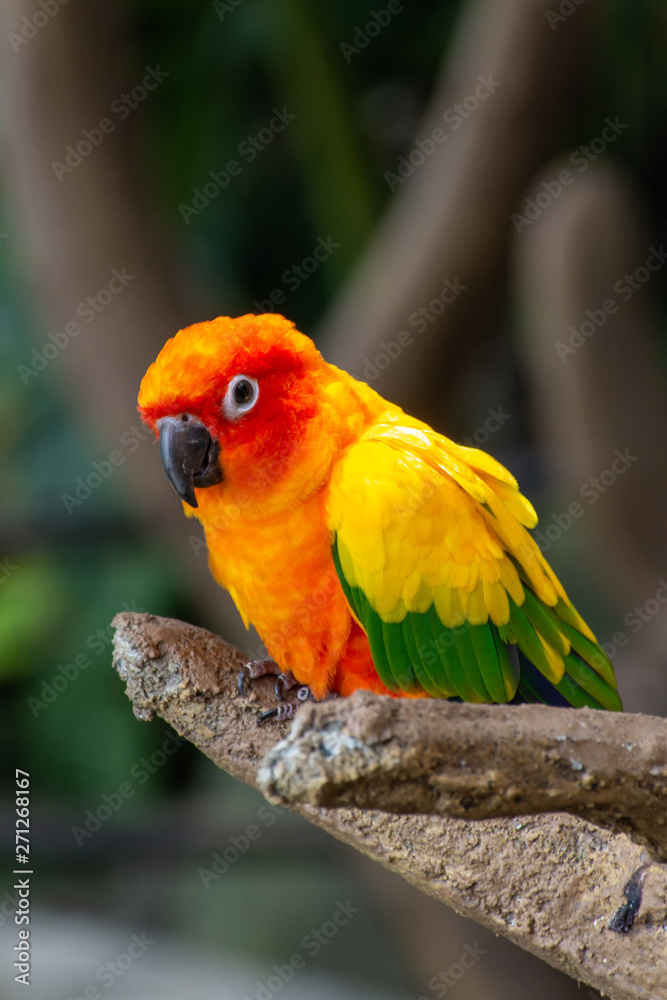 Obraz premium The sun parakeet beautiful colours of yellow, orange and red (Aratinga solstitialis), also known as the sun conure in South America perched in a tree.