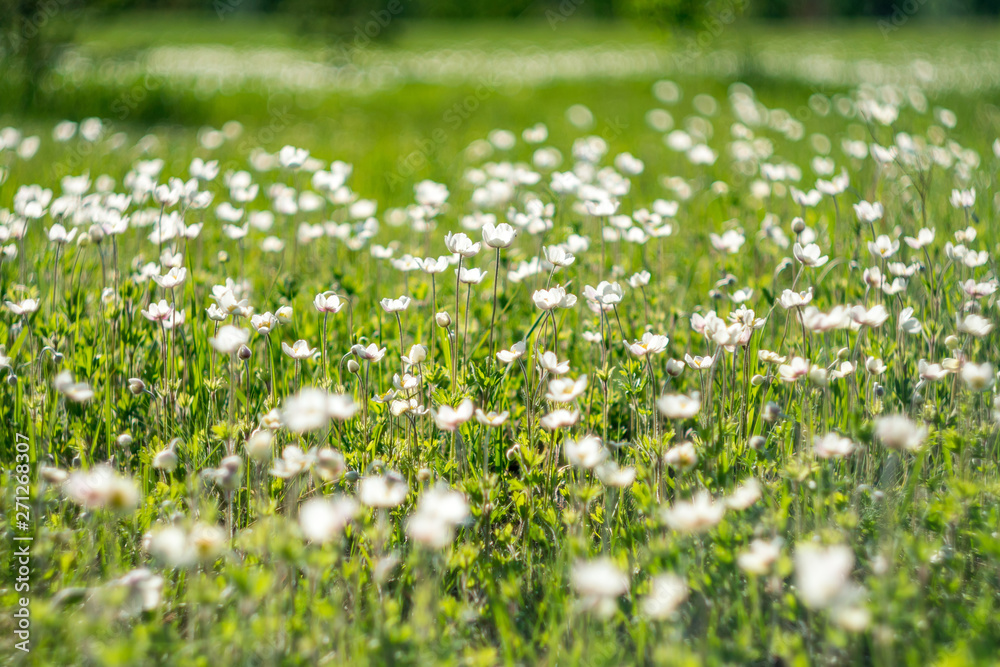 field of daisies soft focus. green field with lots of white flowers. field of daisies soft focus. green field with lots of white flowers.
