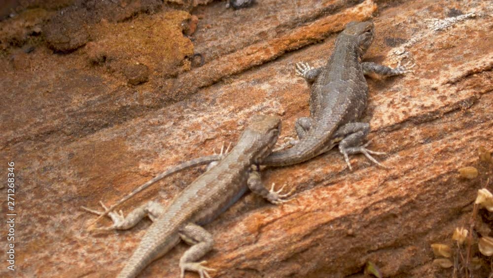 Wester fence swift lizard does push ups to warn other lizards away from his territory or mate Wester fence swift lizard does push ups to warn other lizards away from his territory or mate