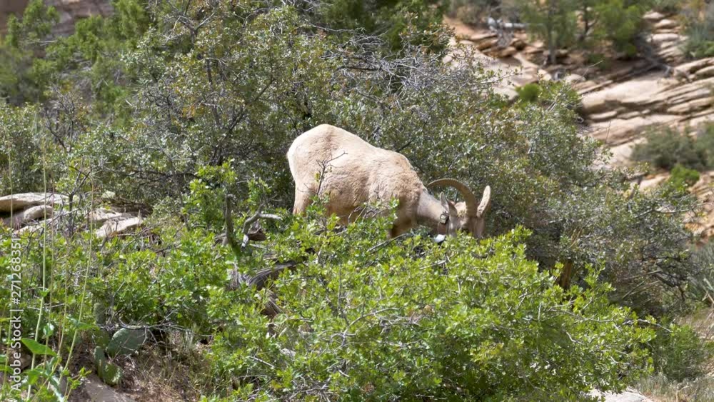 Female bighorn sheep wearing a GPS tracking collar in the wild Female bighorn sheep wearing a GPS tracking collar in the wild