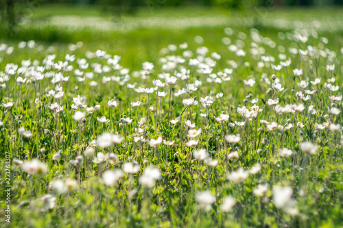 field of daisies soft focus. green field with lots of white flowers.