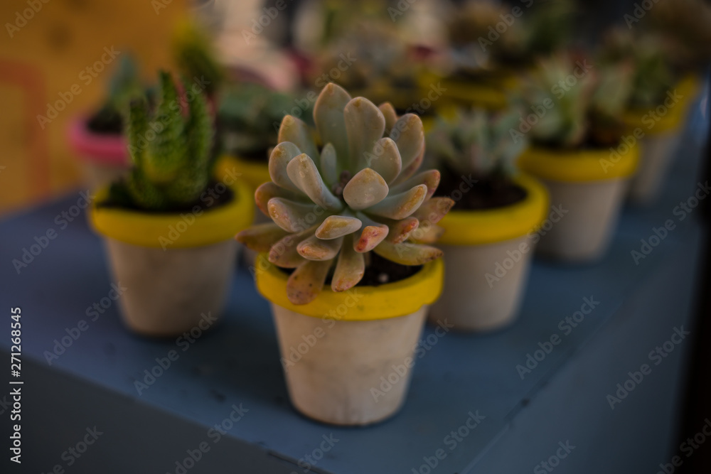 Maceteros con cactus pequeños en los puestos del mercado de Madrid Maceteros con cactus pequeños en los puestos del mercado de Madrid