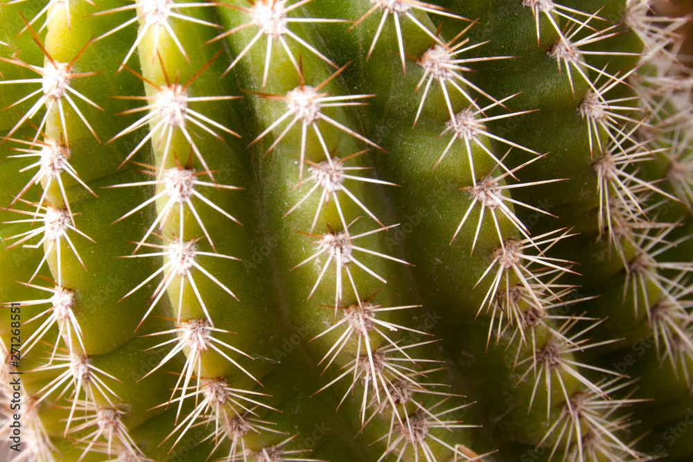 texture of a cactus in spring with its pokes texture of a cactus in spring with its pokes