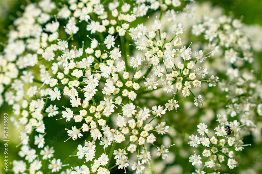 Flowering garden plant Flowering garden plant