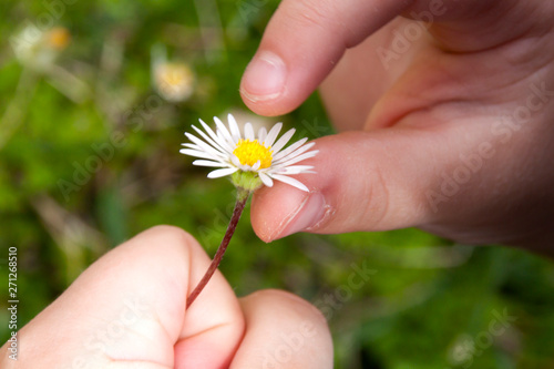 little girl pulling petals off a daisy
