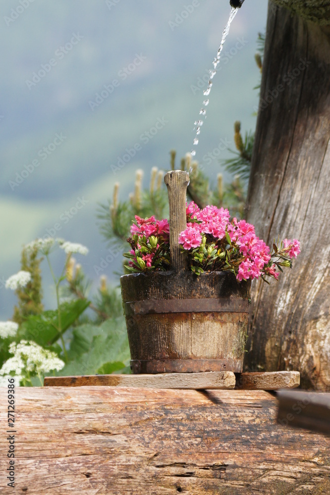 Fototapeta premium pink flowers in a wooden pot with water jet