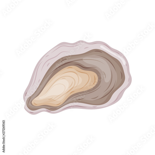 Open oyster shell. Vector illustration on white background.