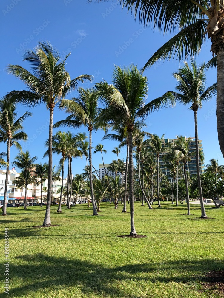 Miami Beach Park with Palm Trees