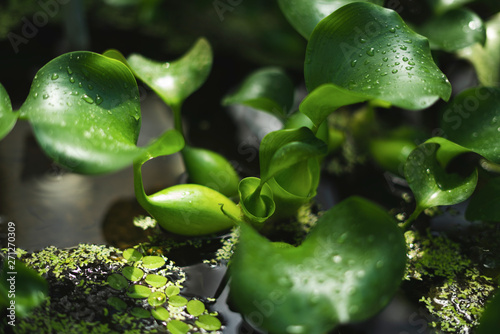 Botanische Plfanzen