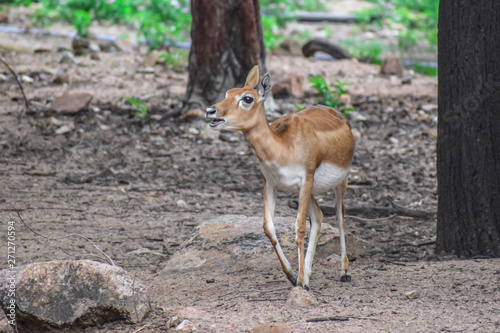 Muntjac barking deer cube