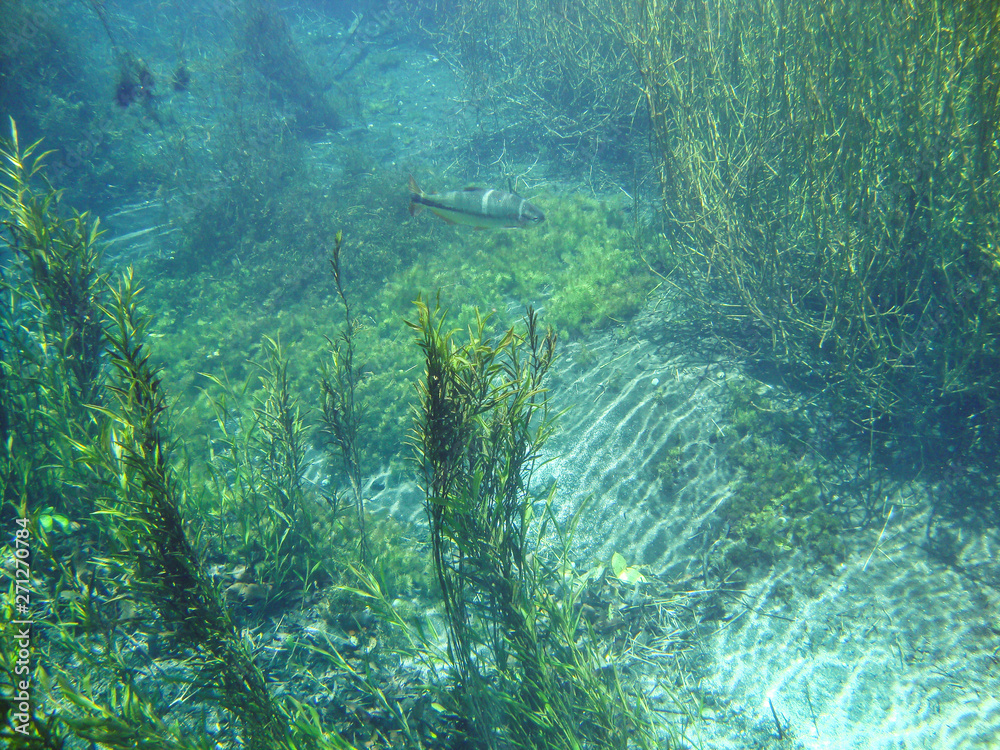 Fototapeta Underwater view with fish and water plants at Sucuri river in Bonito, Mato Grosso do Sul, Brazil