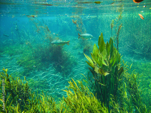 Photography Underwater view with fish and water plants at Sucuri river in Bonito, Mato Gross