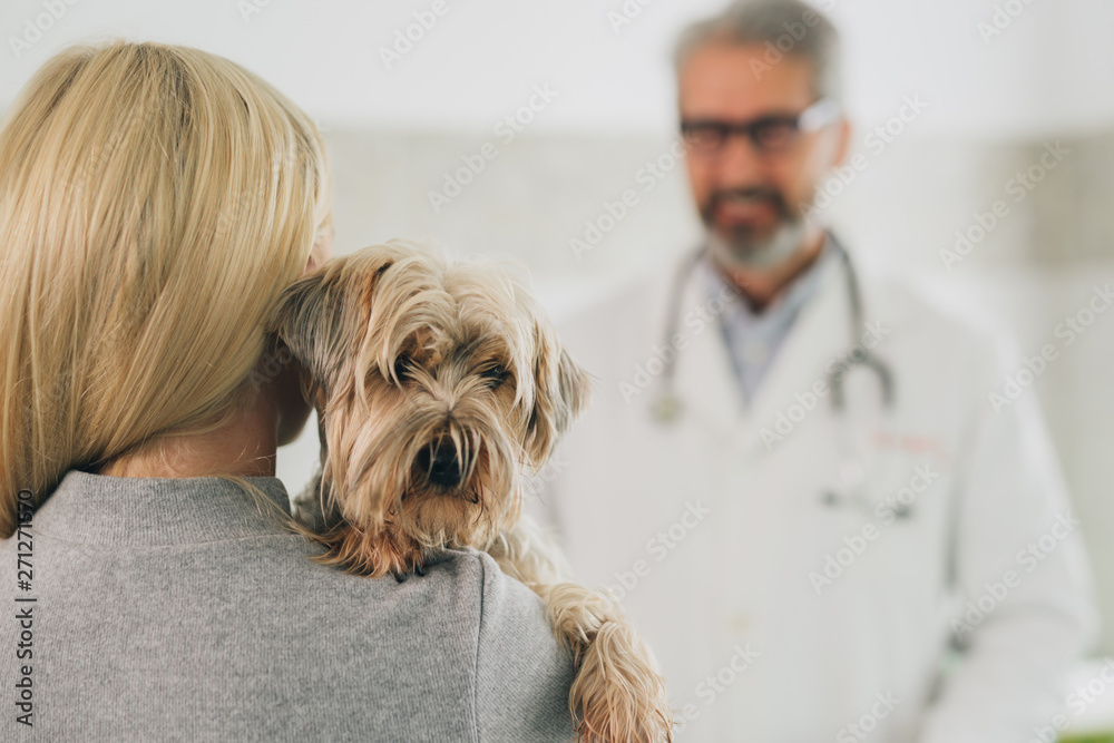 closeup of dogs head at the veterinary clinic