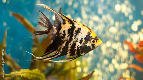 Bild auf Leinwand Angelfish or freshwater angelfish in blue water of aquarium