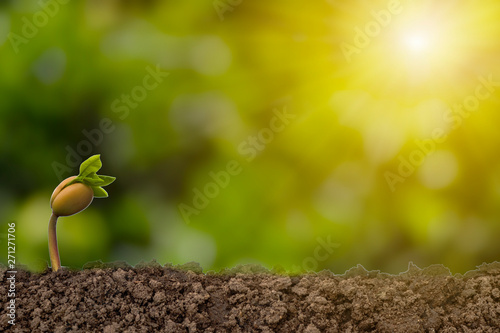 Closeup of just germinate from soil with greenery blurred background and sunlight. Ecology and planting concept.-Image.
