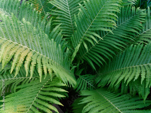 big bush green fern in the shade.