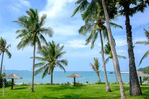 Coconut tree seaside.