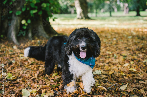 Fotografija Black and white scruffy dog wearing bandana sitting on autumn leaves