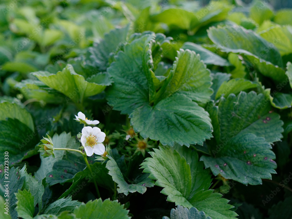 growing berries in the ground. garden strawberry growing berries in the ground. garden strawberry