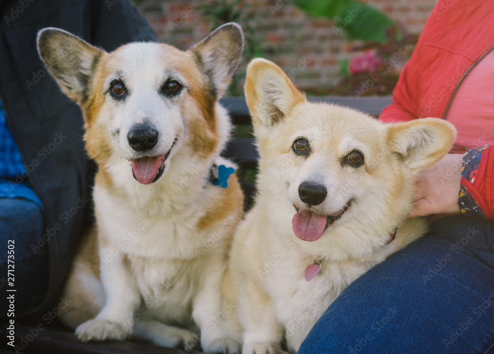 Two Corgi Dogs with their owners on park bench