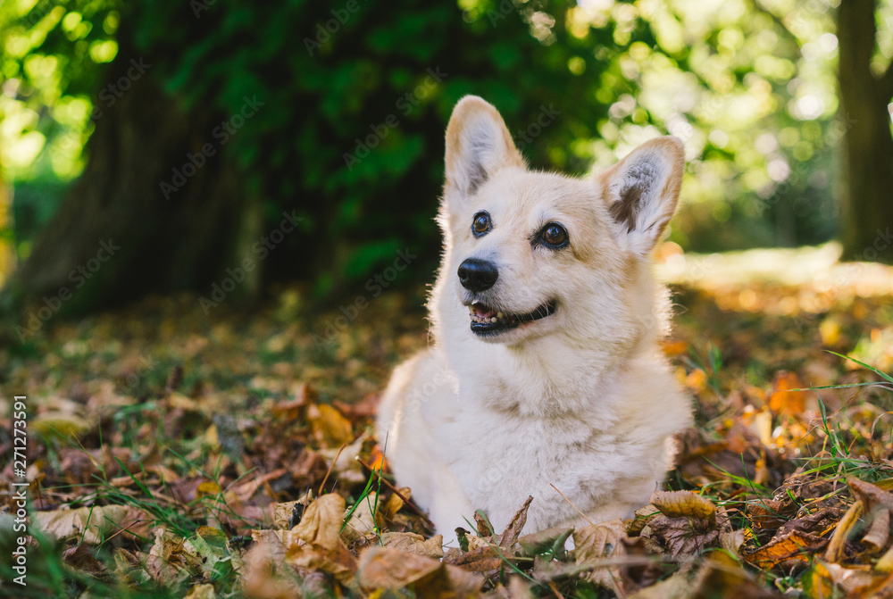 Two Corgi dogs at the park on sunny day