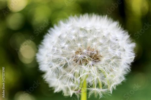 Dandelion in the field