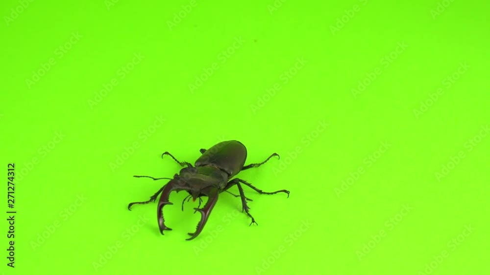 Lucanus cervus on green screen Lucanus cervus on green screen