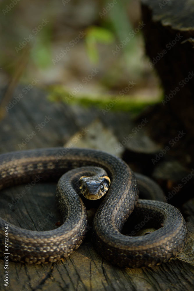 Natrix, Snake, Colubridae in the forest, close up. Natrix, Snake, Colubridae in the forest, close up.