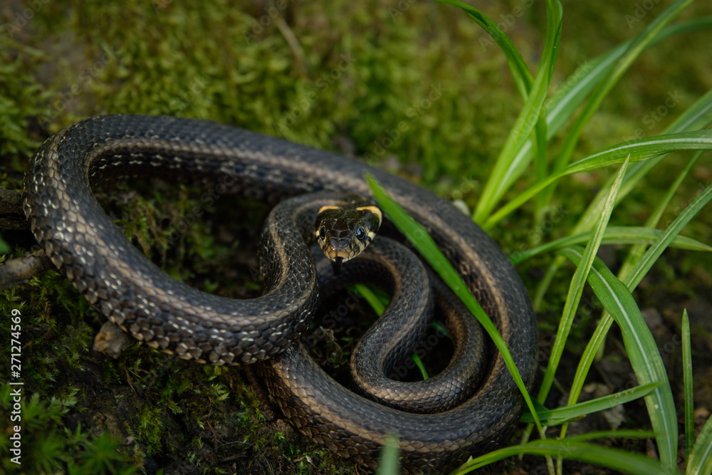 Natrix, Snake, Colubridae in the forest, close up. Natrix, Snake, Colubridae in the forest, close up.