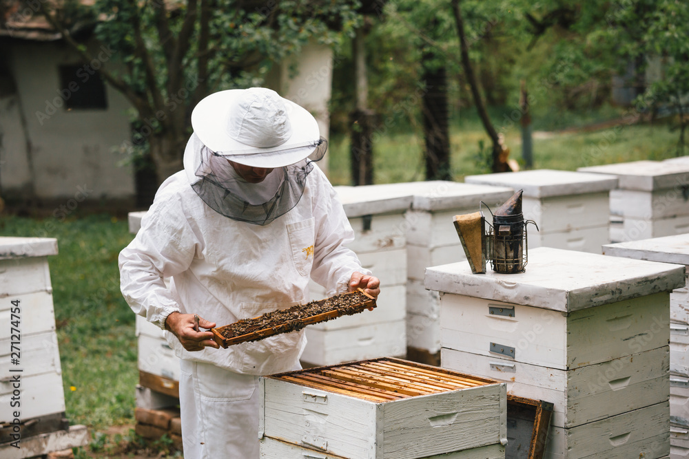 worker in protective clothes opening bees hive