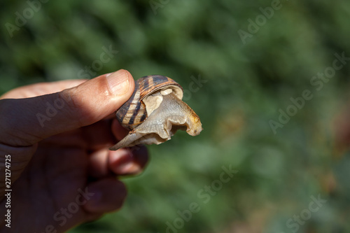 Нand is holding snail on green background