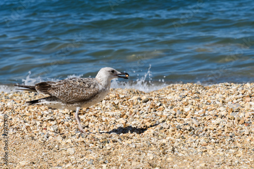 Young Caspian gull Larus cachinnans on the beach with the donut in its beak photo