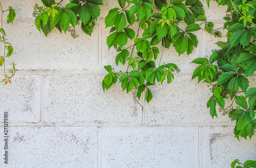 Bright green grape stalks or a vine on an old concrete wall. The wall is painted white. Frame of grapevine. The concept of landscape design.Abstract background, natural texture, selective focus.Banner