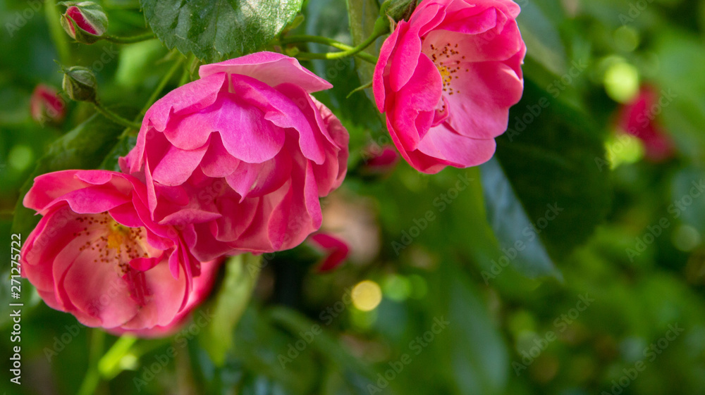Big pink rose in a summer garden against a background of green leaves Big pink rose in a summer garden against a background of green leaves